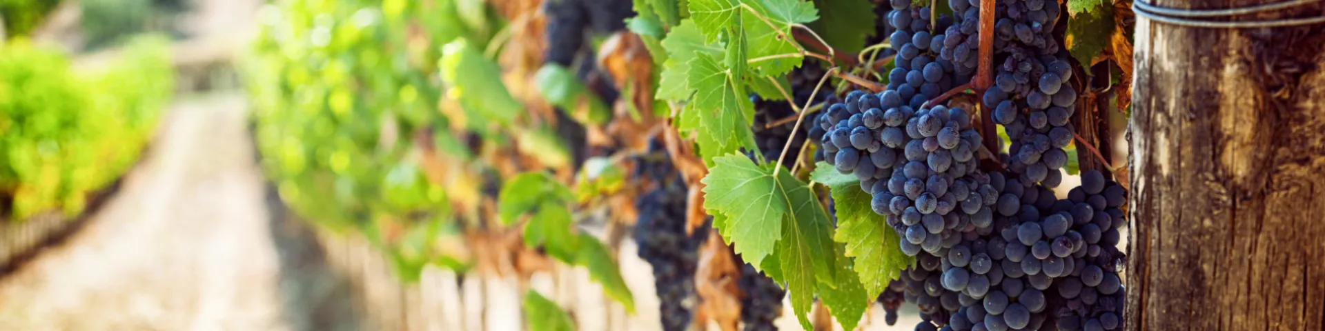 LAFOOD Innovative Wine Biotechnologies